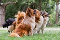 Pack of cute elo dogs outdoors Royalty Free Stock Photo