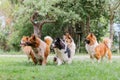 Pack of cute elo dogs outdoors Royalty Free Stock Photo