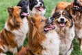 Pack of cute elo dogs outdoors Royalty Free Stock Photo