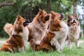 Pack of cute elo dogs outdoors Royalty Free Stock Photo