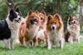 Pack of cute elo dogs outdoors Royalty Free Stock Photo