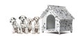 Pack of Dalmatian puppies sitting in a row next to a kennel Royalty Free Stock Photo