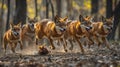Pack of Dholes Chasing Prey Through a Sunlit Forest, Their Coordinated Movements Framed by Greenery Royalty Free Stock Photo