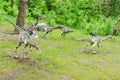 a pack of dinosaurs Coelophysis, models, reconstruction Royalty Free Stock Photo