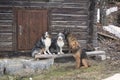 Pack of dog: australian shepherd, bearded collie, belgian malinois, airdale terrier resting in front of old wooden cabine Royalty Free Stock Photo