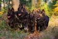 Pack of dogs in the autumnal forest Royalty Free Stock Photo