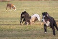 Pack of dogs running together in the park Royalty Free Stock Photo