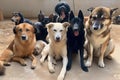 a pack of dogs sitting in a circle, with their heads turned and looking at the camera Royalty Free Stock Photo