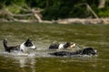 a pack of happy dogs are swimming water in the lake - three border collies Royalty Free Stock Photo