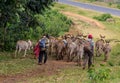 Pack of donkeys Royalty Free Stock Photo