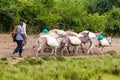 Pack of donkeys Royalty Free Stock Photo