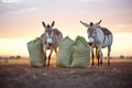 pack donkeys with sacks of grain at sunset Royalty Free Stock Photo
