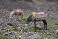 Pack donkeys with saddle in the mountain of Morocco