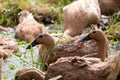 A pack of duck in the puddle Royalty Free Stock Photo