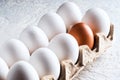 Pack egg white and one beige brown Concept harmful unnatural different other racism Royalty Free Stock Photo