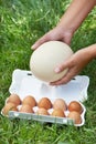 Pack of eggs and ostrich egg in woman hands Royalty Free Stock Photo