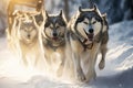 A pack of energetic husky dogs joyfully running together through a snowy landscape, Husky sled dogs racing in a winter competition Royalty Free Stock Photo