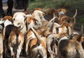 Pack of English Pointer Hunting dogs Royalty Free Stock Photo