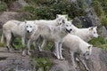 Pack of five adult arctic wolves standing