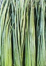 Pack of fresh spring onions background texture. Fresh Green onion pattern. Bunch green onion