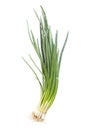 Pack of fresh spring onions isolated on white background. Fresh Green onion isolated. Bunch green onion Royalty Free Stock Photo