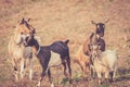 A pack of goats walking in field in warm retro look