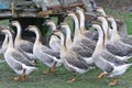 Pack of gooses Royalty Free Stock Photo
