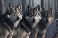 A pack of gray wolves in the forest. Wolf, large pack of canis lupus or timber wolves at sunset in the forest in winter -