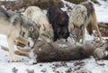 Pack of Grey Wolves Canis lupus Sniff and Look Over Deer Carcass Winter Royalty Free Stock Photo