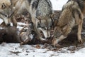 Pack of Grey Wolves Canis lupus Sniff at White-Tail Deer Head Winter Royalty Free Stock Photo