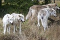 Pack of Grey Wolves