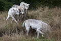 Pack of Grey Wolves