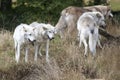 Pack of Grey Wolves