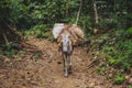 Pack horse carrying goods in jungle / forest landscape Royalty Free Stock Photo