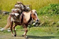 Pack Horse in The Himalayas Royalty Free Stock Photo