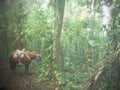 Pack horse in the mist of an Ecuadorian cloud-forest.