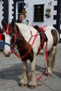 Pack Horse Royalty Free Stock Photo