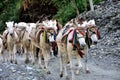 Pack Horses in The Himalayas Royalty Free Stock Photo