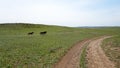 A pack of horses run across a green field. Royalty Free Stock Photo