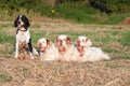 Pack of hounds Royalty Free Stock Photo
