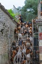 Pack of hounds in the Castle of Cheverny