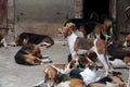 Pack of hounds in the Castle of Cheverny