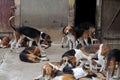 Pack of hounds in the Castle of Cheverny