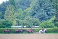 Pack of hounds, hunting dogs, hunter hounds, beagle dogs, pack of hounds walking between horses and riders