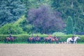Watchful hunting dogs, hunter hounds, beagle dogs, pack of hounds walking between horses and riders Royalty Free Stock Photo