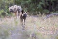 Pack of African wild dogs hunting for food in the bush