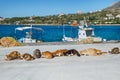 A pack of hungry cats on the embankment