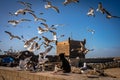 Essaouira, Morocco - A pack of hungry seagulls flying over a person