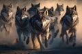 Pack of hungry wolves hunting in winter