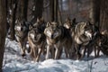 Pack of hungry wolves hunting in winter